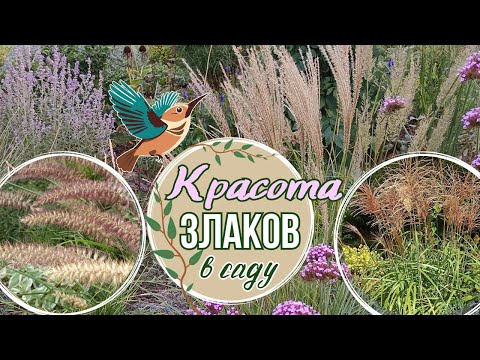 Видео: Красота злаков в саду. Обзор сортов в цветнике. Цветение и динамика в течение всего садового сезона.