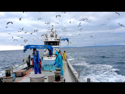 Видео: Заработайте 1 миллион иен за одну рыбалку! Фиксированная сеть в холодном Аомори.