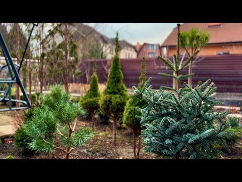 Видео: КЕДР И ПИХТЫ НА ШТАМБЕ? ЛЕГКО! ОСОБЕННОСТИ СТРИЖКИ ПО ПРОСЬБЕ ПОДПИСЧИЦЫ! ЦВЕТЕНИЕ ПОДСНЕЖНИКОВ:+10’