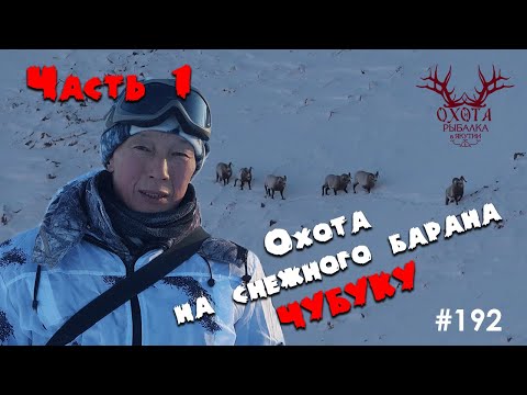 Видео: Охота на чубуку. Часть 1.