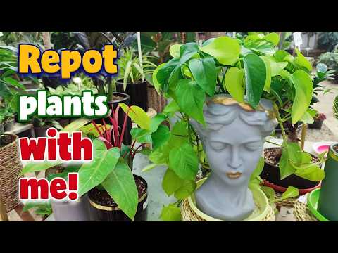 Видео: Пошаговое руководство по пересадке комнатных растений как профессионал
