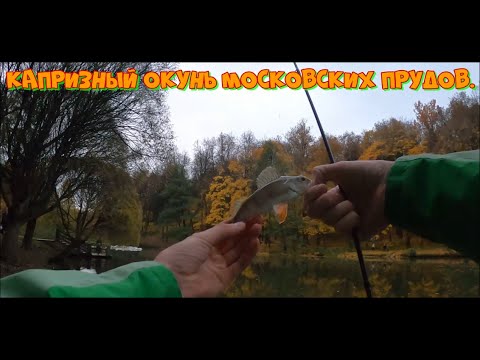 Видео: Осенний микроджиг. Капризный окунь московских прудов.