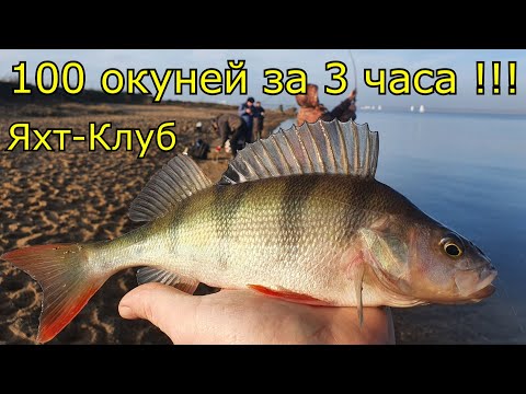 Видео: Дроп-шот баттл на Яхт-Клубе. Рыбалка в Калининграде.