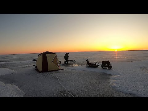 Видео: Налимы Онежского Озера 2. Второй выезд. Март 2024 г.