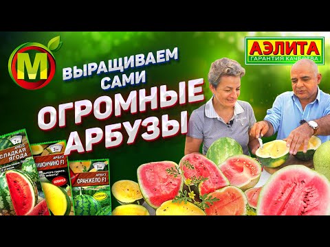 Видео: КАК ВЫРАСТИТЬ АРБУЗЫ – Семена Сочных и Лучших Сортов Арбузов