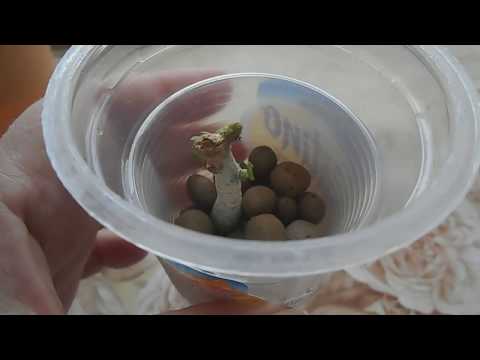 Видео: Адениум: реанимация с помощью гидропоники