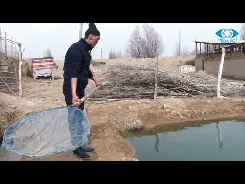 Видео: БАЛЫК ЧАРБАДАН БАЙЫСА БОЛОТ ЭКЕН