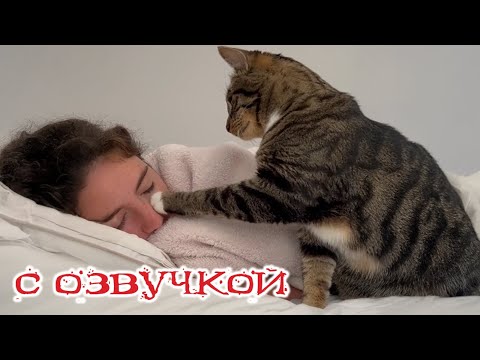 Видео: Приколы с котами! С ОЗВУЧКОЙ! Смешные коты и собаки! Самые смешные животные! 2024!