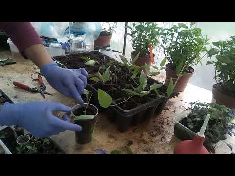 Видео: Розмноження клематиса