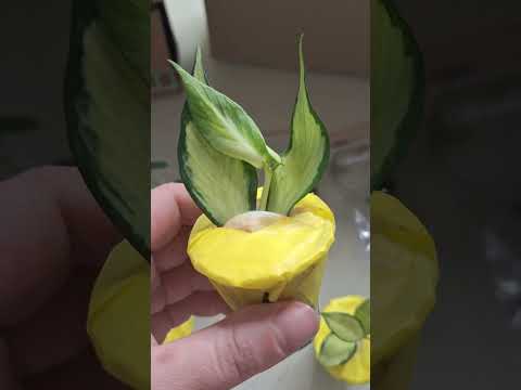 Видео: Большая РАСПАКОВКА! 4 посылки - ХОЙИ, КЛОНЫ АНТУРИУМЫ, АЛОКАЗИИ.  #plants #цветы #распаковка