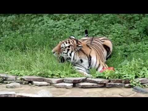 Видео: АМУРСКИЕ ТИГРЫ МОСКОВСКОГО ЗООПАРКА