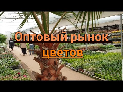 Видео: Оптовый  рынок  цветов.