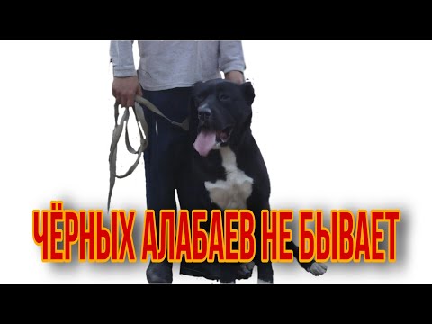 Видео: Черных алабаев не бывает