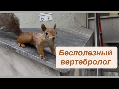 Видео: Бесполезный вертебролог
