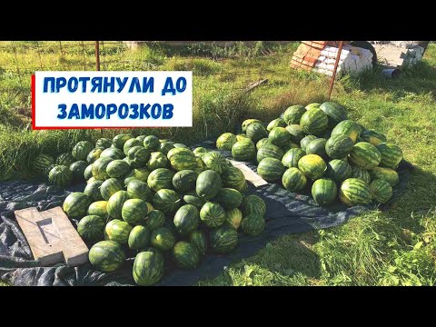 Видео: Первый урожай арбузов