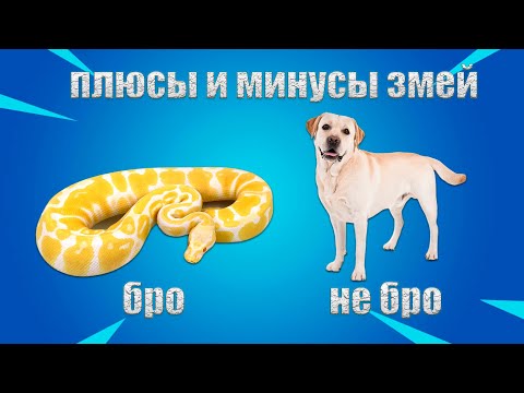 Видео: Змея как домашний питомец, плюсы и минусы