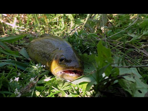 Видео: Малые реки. Ручьевая форель в начале сентября.