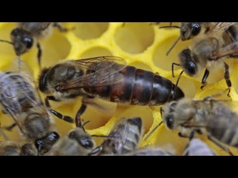 Видео: Как сделать отводок со старой маткой?