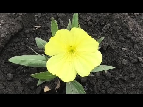 Видео: Как я вырастил энотеру из семян