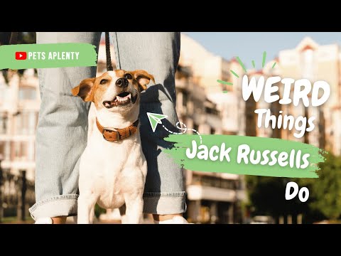 Видео: Странные вещи, которые делают джек-рассел-терьеры