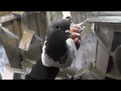 Видео: Бакинские голуби моих друзей. Часть2.