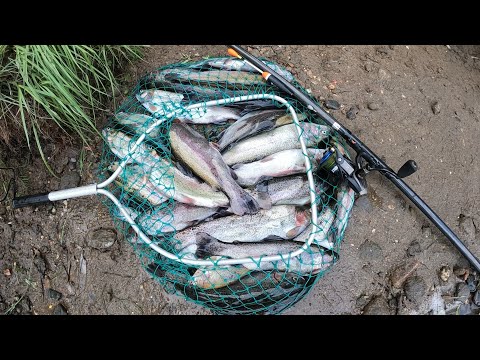 Видео: ВПЕРВЫЕ ПОПАЛ НА ТАКОЙ КЛЁВ ФОРЕЛИ / FOR THE FIRST TIME I GOT ON SUCH A TROUT BITE