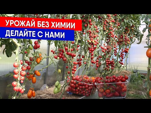 Видео: УРОЖАЙ БЕЗ ХИМИИ - ДЕЛАЙТЕ С НАМИ