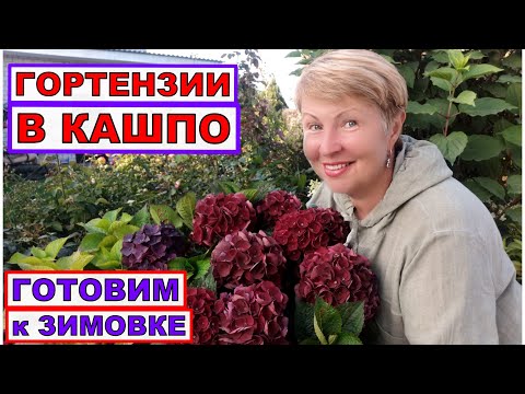 Видео: Чем подкормить ГОРТЕНЗИИ для отличной зимовки?