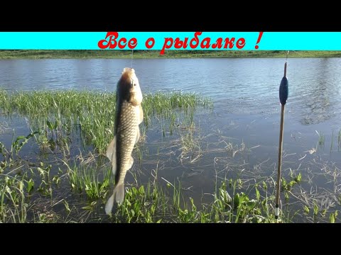 Видео: Ловля карася на блин !