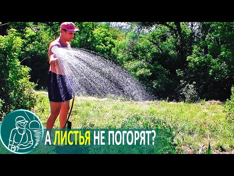 Видео: Полив в жару холодной водой 💧 Польза или вред для растений 🌿 Эксперимент Гордеевых