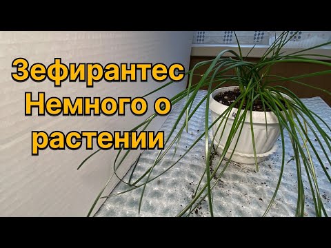 Видео: У меня появилась «Выскочка»! Зефирантес. Исполненное желание уже не мечта. 12 апреля 2024 г.