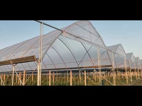 Видео: Теплица для выращивания клубники и других ягод