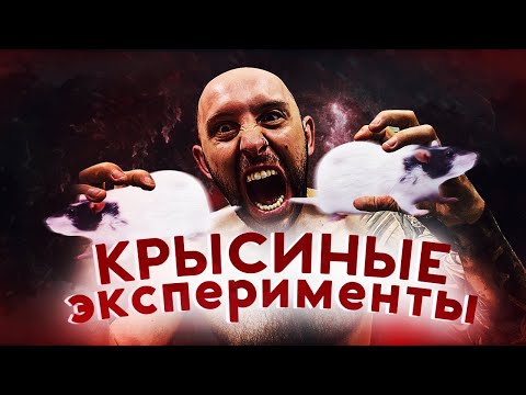Видео: КРЫСЫ ЭПИЛЕПТИКИ И ДИАБЕТИКИ. Опыты на животных и этика