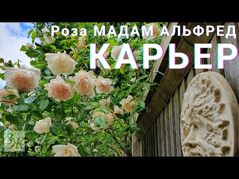Видео: Роза Мадам Альфред Карьер #розы #плетистыерозы #старинныерозы