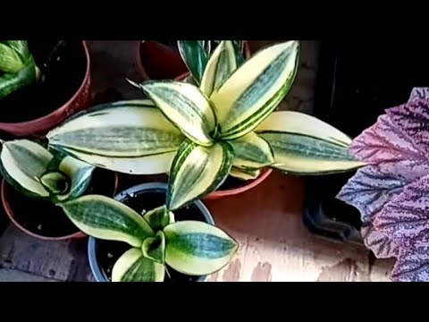 Видео: Обзор коллекции сансевьерий. Каждый год несёт новинки.