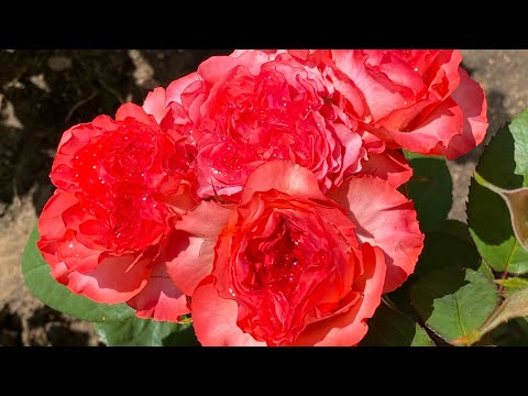 Видео: ЦВЕТЕНИЕ РОЗ 2022🥰🔥. ГЛАЗА НА ЛОБ😳, ЯЗЫК НА БОК🤪🤣🤣🤣💪