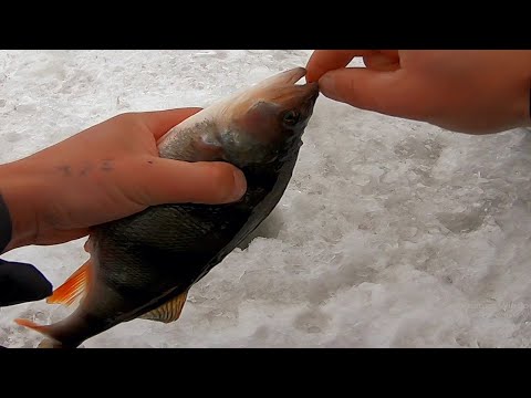 Видео: ПРИМАНКА БУДУЩЕГО! ОНА ОБЛОВИТ ВСЕХ! зимняя рыбалка 2022