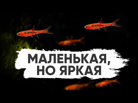 Видео: Самая яркая маленькая аквариумная рыбка - Расбора Бригитта