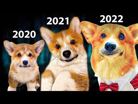 Видео: КАК МЕНЯЛСЯ КОРГИ КОРЖИК ? Эволюция самого коварного лиса!  (Корги Коржик) Говорящая собака