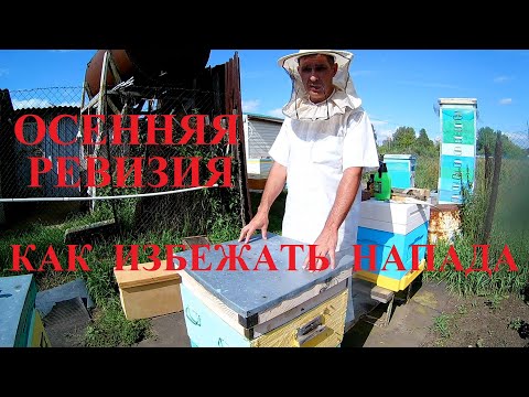 Видео: Осенняя ревизия в безвзяточный период. Сокращение гнезда перед закормкой сиропом. Пчелиное воровство