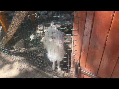 Видео: МИНИ ВЛОГ: ОТ ОБЗОР ДО ВАРНА 🏖️ | МОРСКА ГРАДИНА, ЗООПАРК И ДЕЛФИНАРИУМ 🐬