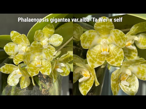 Видео: Phalaenopsis gigantea var.alba ‘Ta Wei’ x self -  видео о том, как зацвести гигантею!