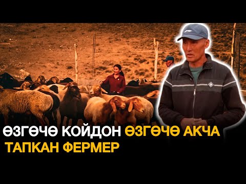 Видео: "Өнүгүүгө карай" көрсөтүүсү