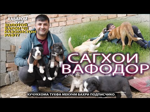 Видео: САГХОЕКИ ШУМО МЕХОСТЕН МАРДУМИ ВОЛКАДАВЧИКХО