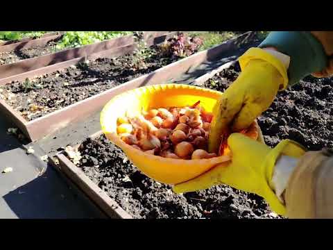 Видео: Посадила под зиму чеснок, севок и тюльпаны. Приготовила мясной колобок. 