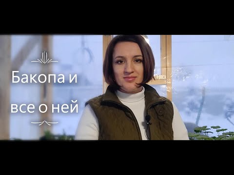 Видео: Бакопа и все о ней. Черенкование бакопы.