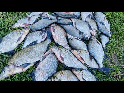 Видео: Ловля леща весной Рыбалка на фидер Лещ обожает эту насадку