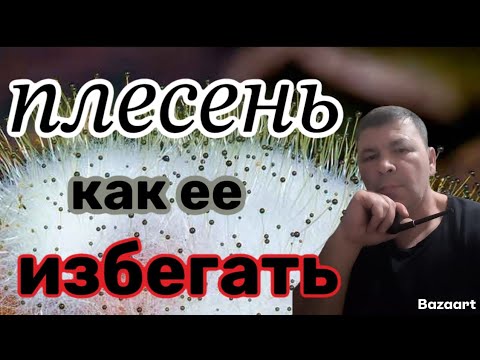 Видео: почему лист заплесневел, как исправить и избежать подобного?