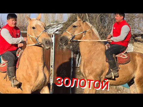 Видео: АТТЫН УДАРЫ  ЗОЛОТОЙ  Үсөн Балбандан Сатууга Чыкты 