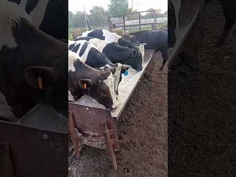 Видео: Бычки.Пойдём кушать🐄